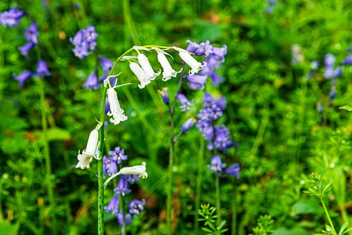 Free Bluebells Buckenham Woods photo and picture