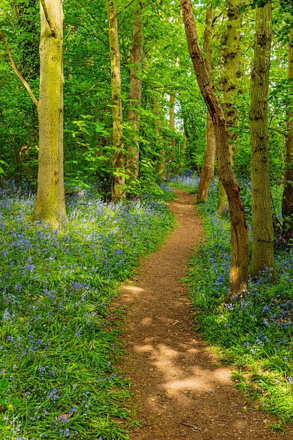 Free Bluebells Buckenham Woods photo and picture