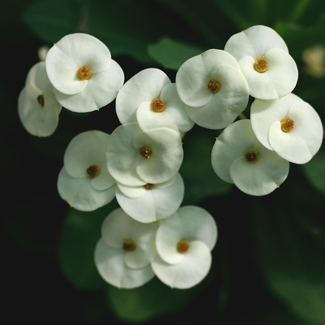 Flores, Blanco, Pequeño, Spurge, Verde
