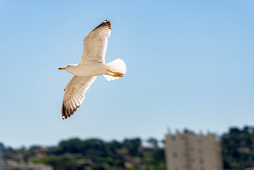 Fugl, Hav, Camargue, Passaros, Natur