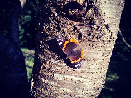 Schmetterling, Insekt, Natur, Garten