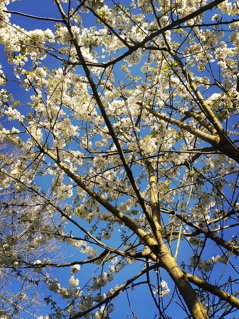Baum, Blumen, Kirsche, Himmel, Blau