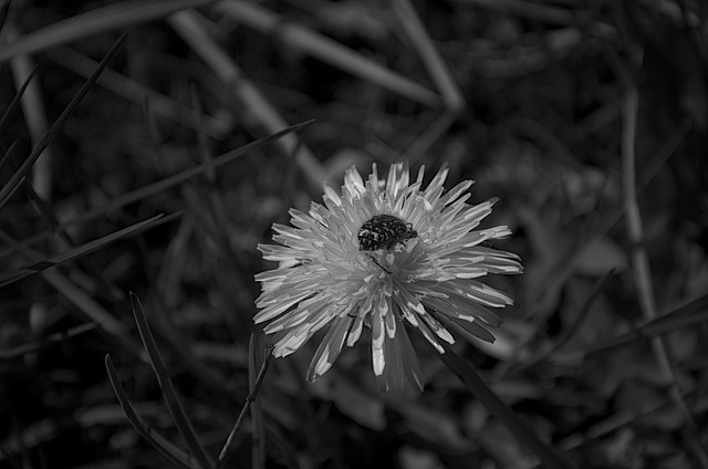 Flor, Naturaleza, Planta, Flora, Cerrar