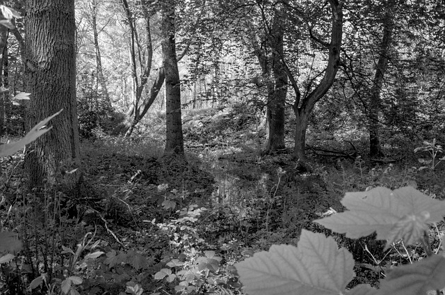 Bosque, Naturaleza, Árboles, Paisaje