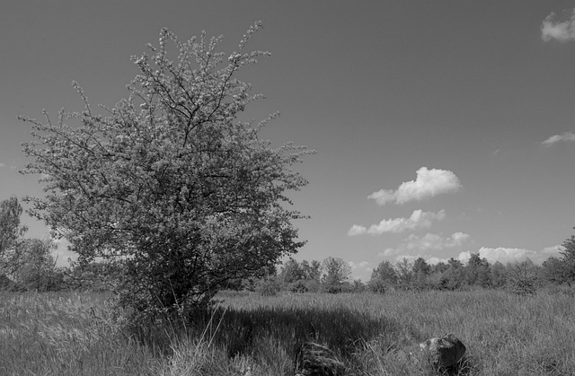 Paisaje, Naturaleza, Cielo, Los Campos