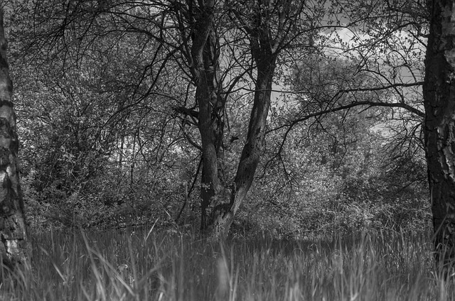 Árboles, Naturaleza, Bosque