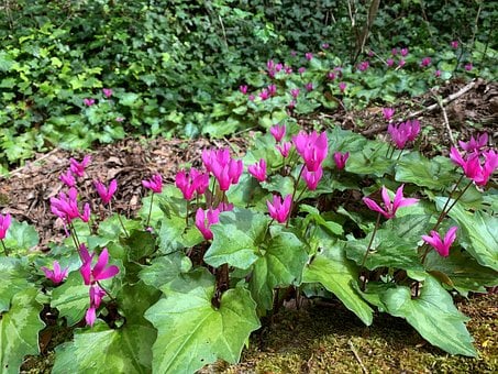 Free Green Nature photo and picture