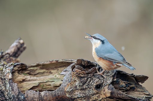 Free Nuthatch Bird photo and picture