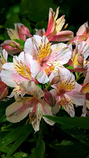 Free Alstroemeria Lilies Peruvian Lilies photo and picture