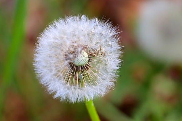 Free Dandelion Flying Seeds photo and picture