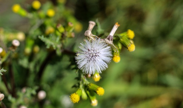 Free Fruit Bearing Meadow photo and picture