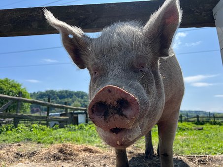 Free Pig Non Food photo and picture