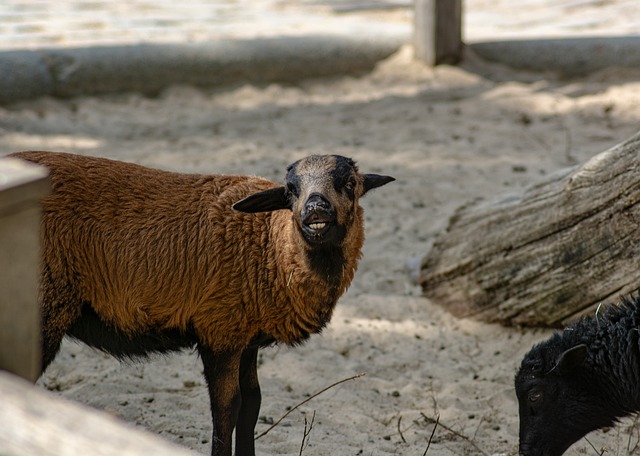 Ovelha, Animal, Bonitinho, Rir, Natureza