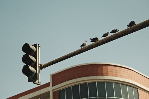 Free Bird Traffic Light photo and picture
