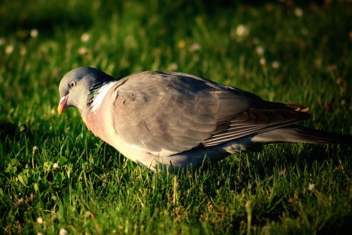 Free Dove Bird photo and picture