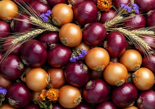 Free onion vegetables colorful illustration