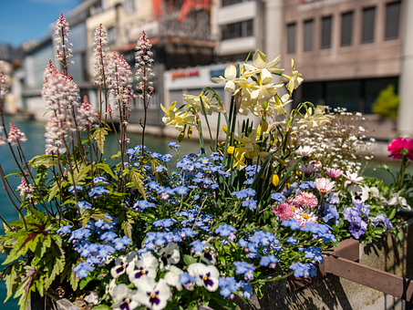 Natura, Plantelor, Floră, Bloom, Petale