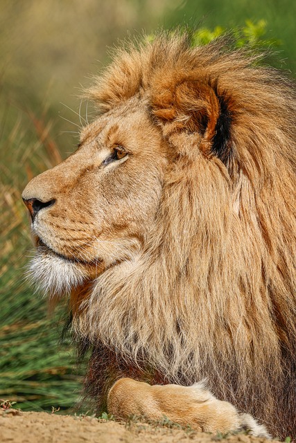 Free Lion Nature photo and picture