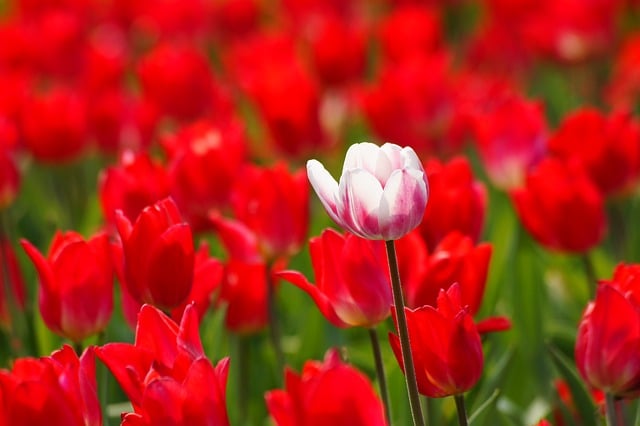 Free Tulips Nature photo and picture