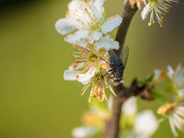 Fly, Blossom, Flower, Spring, Insect