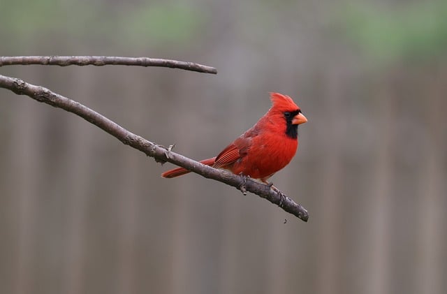Page 5 - 30,000+ Free Cardinal Bird & Cardinal Images - Pixabay