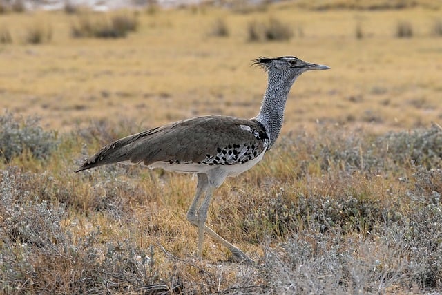 Free Bird Bustard photo and picture