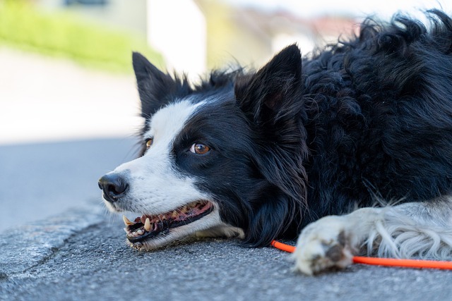 Free Dog Canine photo and picture