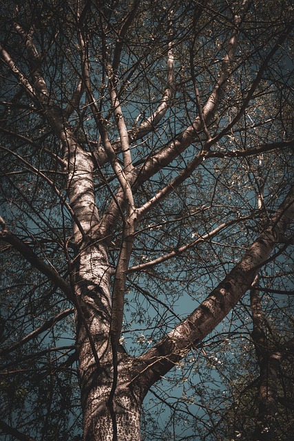 Free Tree Nature photo and picture