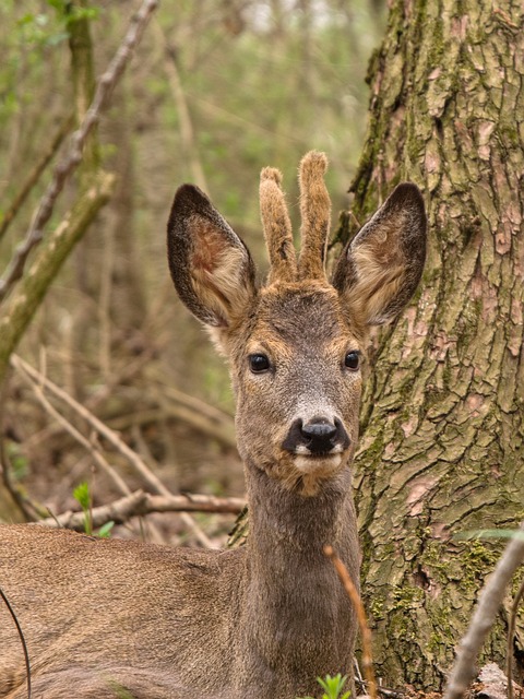 Doe, Natuur, Zoogdier, Schattig, Portret