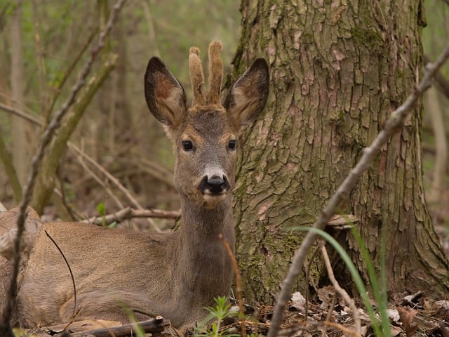 Doe, Natuur, Zoogdier, Schattig, Portret