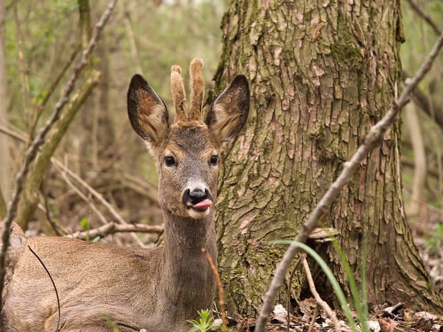 Doe, Natuur, Zoogdier, Schattig, Portret