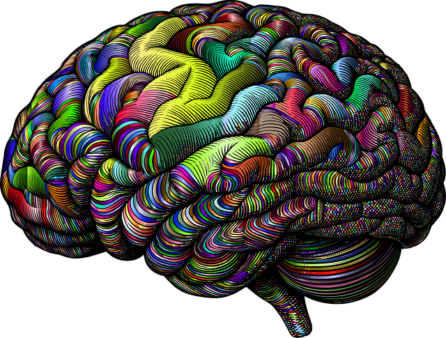 Free brain mind anatomy illustration