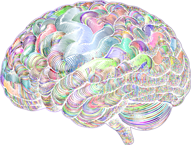 Free brain mind anatomy vector