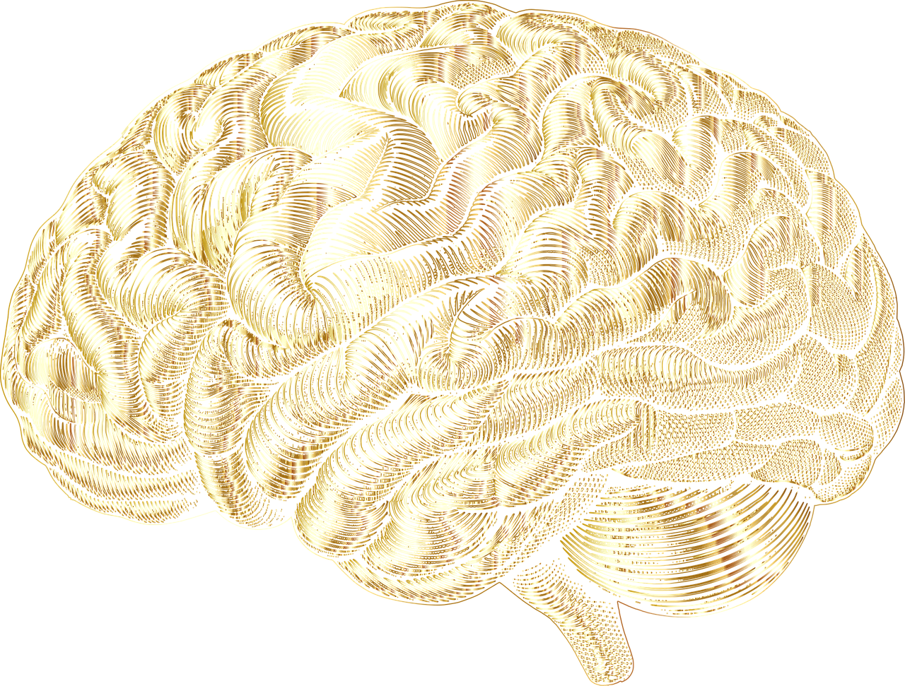 Download Brain, Mind, Anatomy. Royalty-Free Vector Graphic - Pixabay