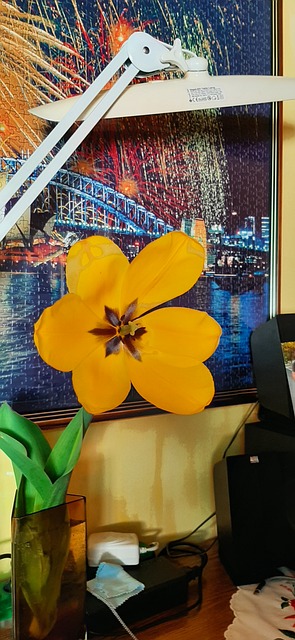 Free Flower Spring photo and picture