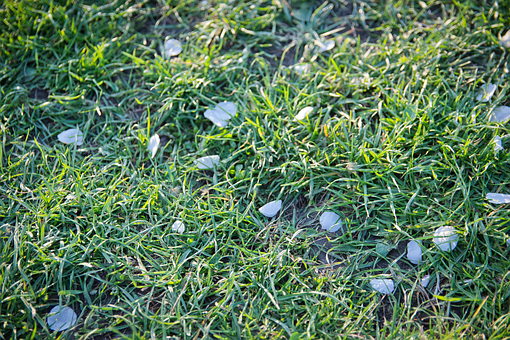 Free Spring Nature photo and picture