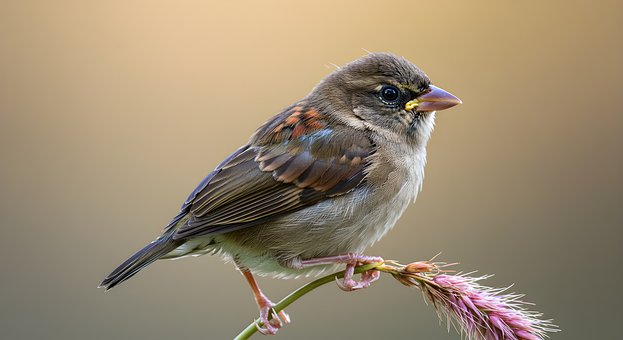 Vogel, Bloem, De Lente, Mooie Bloemen