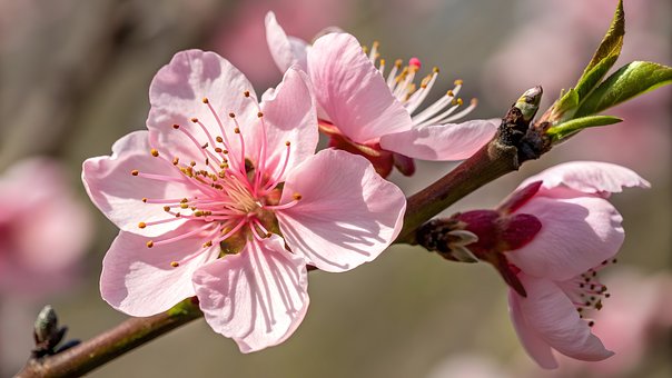 Bloem, De Lente, Natuur, Bloom