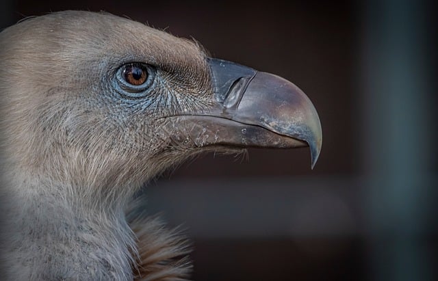 Free Vulture Nature photo and picture