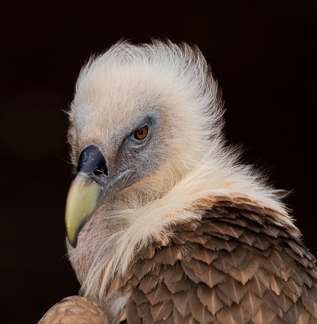 Free Vulture Nature photo and picture