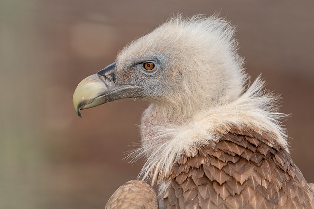 Free Vulture Bird photo and picture