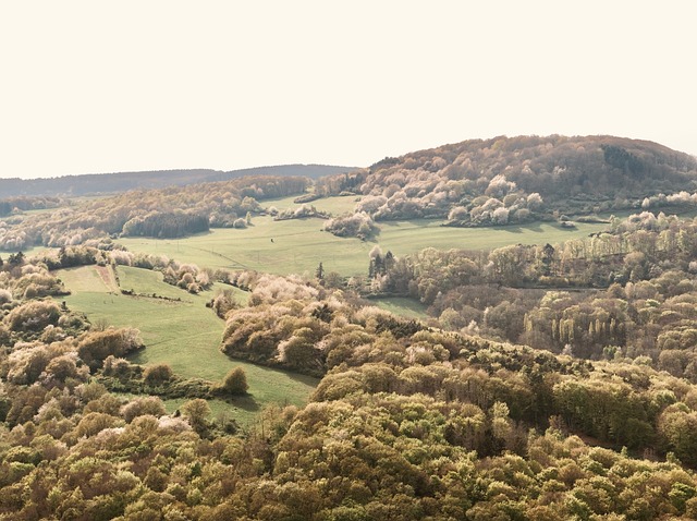 Drømmende, Skog, Landskap, Varme, Vår
