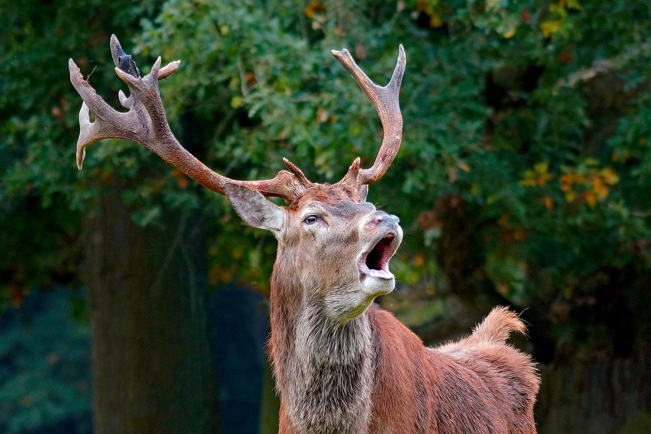 Deer Animal Mammal - Free photo on Pixabay