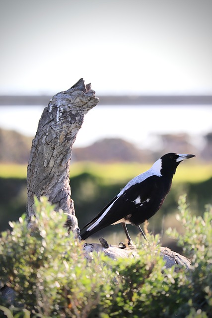 Vogel, Australische Vogel, Ekster
