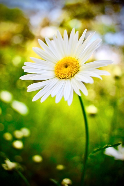 De Lente, Natuur, Bloem, Bloom