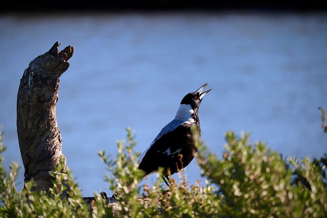 Vogel, Ekster, Australische Ekster