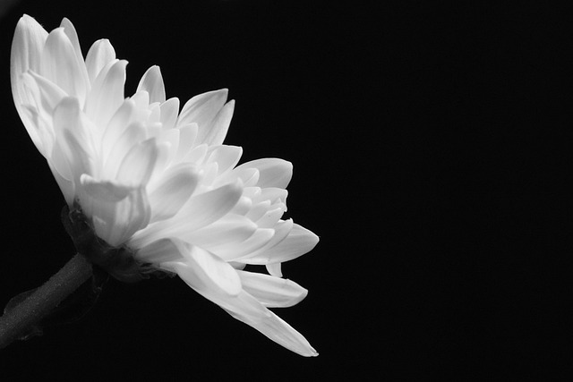 Bloem, Zwart En Wit, Witte Bloem, Flora