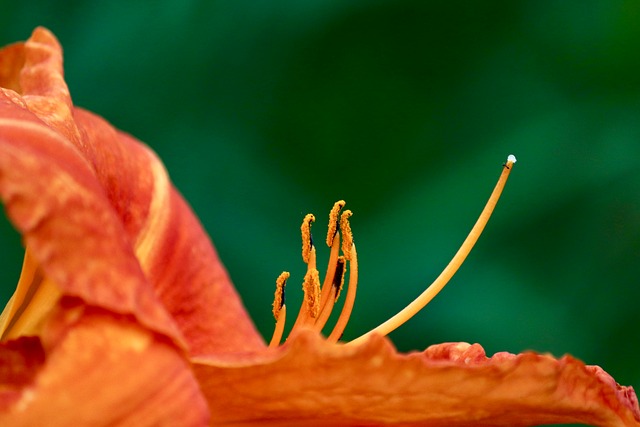 Bloem, Close-Up Bloem, Bloom, Meeldraad