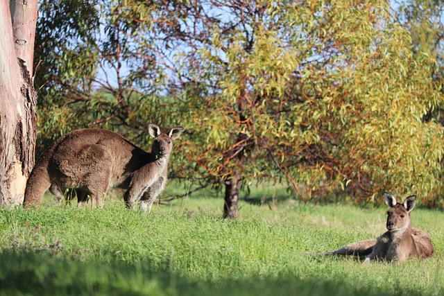 Kangoeroe, Australië, Dieren In Het Wild