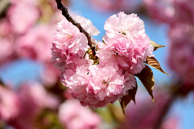 De Lente, Bloesem, Roze Bloem, Bloemen